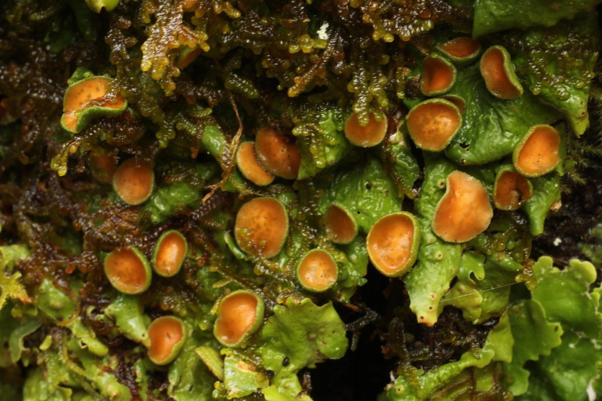 This is another of the lichens that are indicator species of temperate rainforest that I found in Glen Affric yesterday. It's green satin lichen (Lobaria virens), and it was flourishing on the trunk of a rowan tree (Sorbus aucuparia).