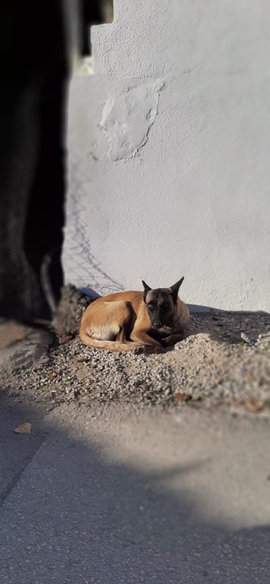 SilviaMylo's tweet photo. Pobrecita si es una malinois los perros más inteligentes del mundo los únicos que intentan entender al humano y como se ve por favor ayuda 🙏
Qué tristeza 💔 😢
Copio :
Por favor ayuda 🙏 
Es buenísima
nadie puede ayudarla? Duerme en la calle como veis en la última foto que no se ve bien!! 
Mirad adonde duerme el animalico ayudadme a poder sacarla de aquí!!!!💔 😢 🙏
661351086
Granada