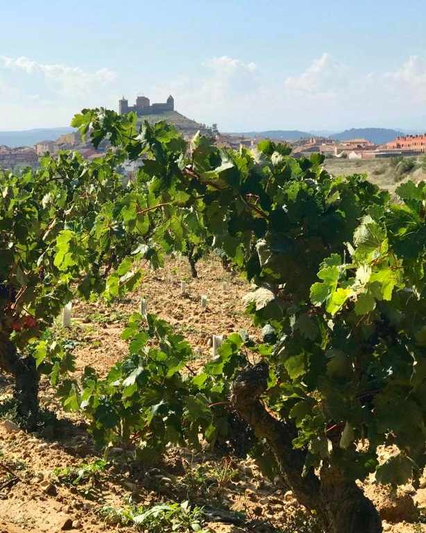 Viajamos a Rioja, para descubrir enclaves tan impresionantes como #ViñaGarugele donde nace la #Tempranillo con la que elaboramos el vino del mismo nombre.
