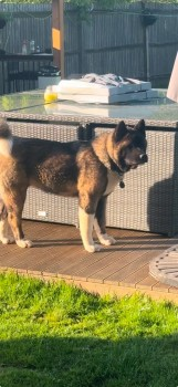millypod1's tweet photo. 🆘7 DEC 2024 #Lost BEAR #ScanMe #Tagged
YOUNG Black Brown/Grey Akita Male
Paddock Wood /Hop Farm #Beltring #Tonbridge #Kent #TN12
https://t.co/Dxfp19e1z8 https://t.co/anysG1xaDn