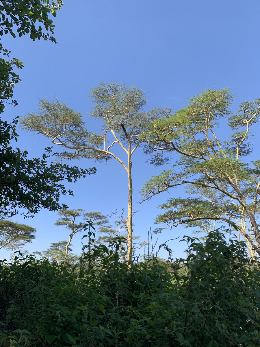 ArianeBasaguren's tweet photo. La luz dorada del Nairobi National Park 🦏🦌🦒💛 https://t.co/XFFcoF5JMg