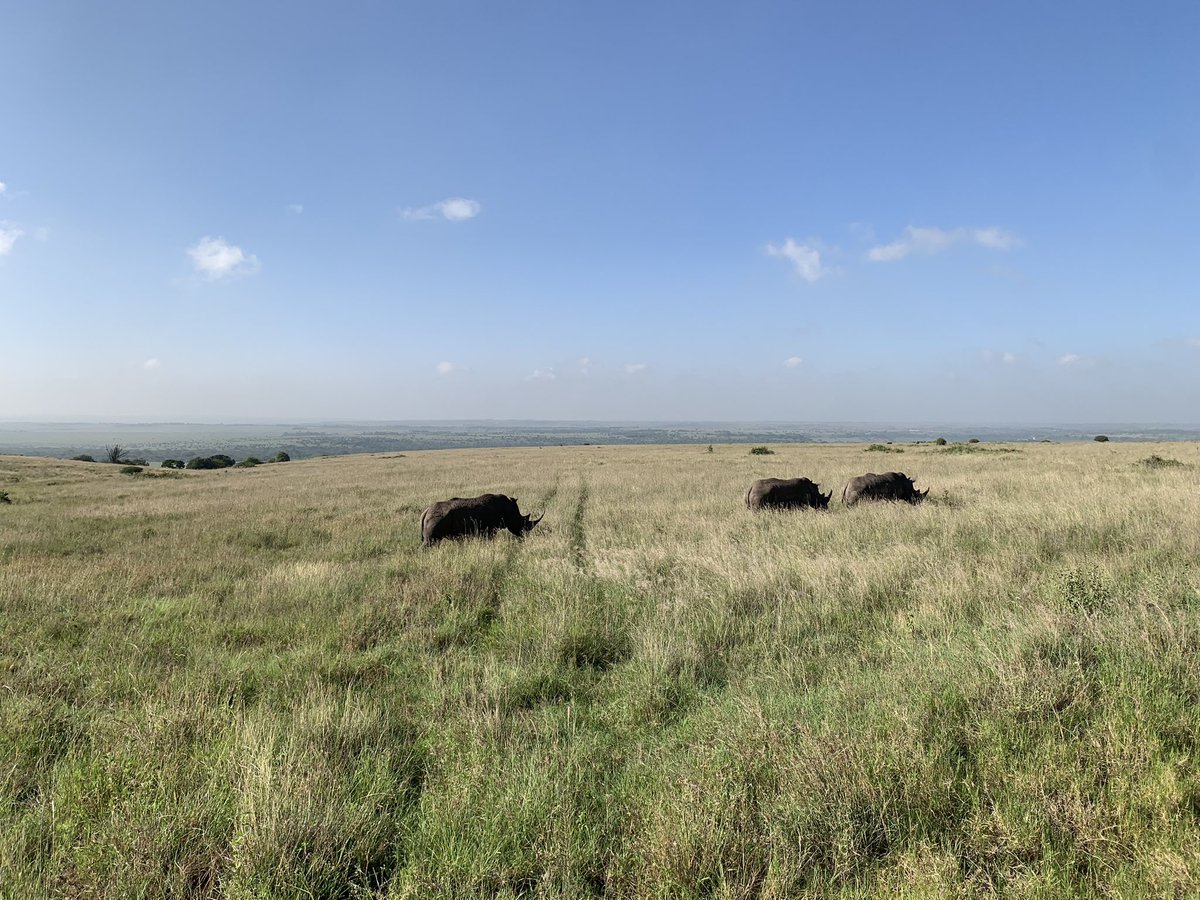 ArianeBasaguren's tweet photo. La luz dorada del Nairobi National Park 🦏🦌🦒💛 https://t.co/XFFcoF5JMg