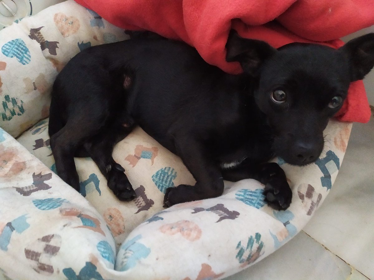 #Ayuda para este pequeño !!!
Lo ha recogido una colaboradora nuestra de la carretera atropellado y tiene la cadera izquierda fracturada , necesita cirugía y acogida .
Si puedes ayudAr con sus gastos económicos o acogerlo , escríbenos
adopcion.lasanimal@gmail.com