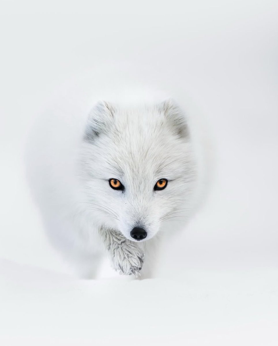 earthcurated's tweet photo. the magic of Iceland's wild Arctic Fox 🦊 https://t.co/oyKcF9V7o9
