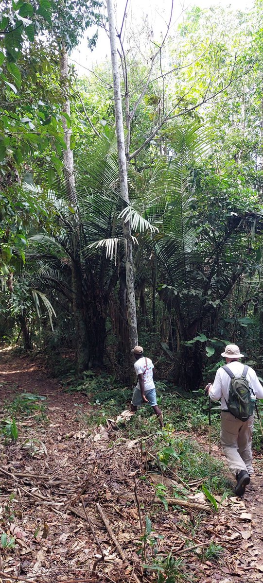 Carla Desain tweet media