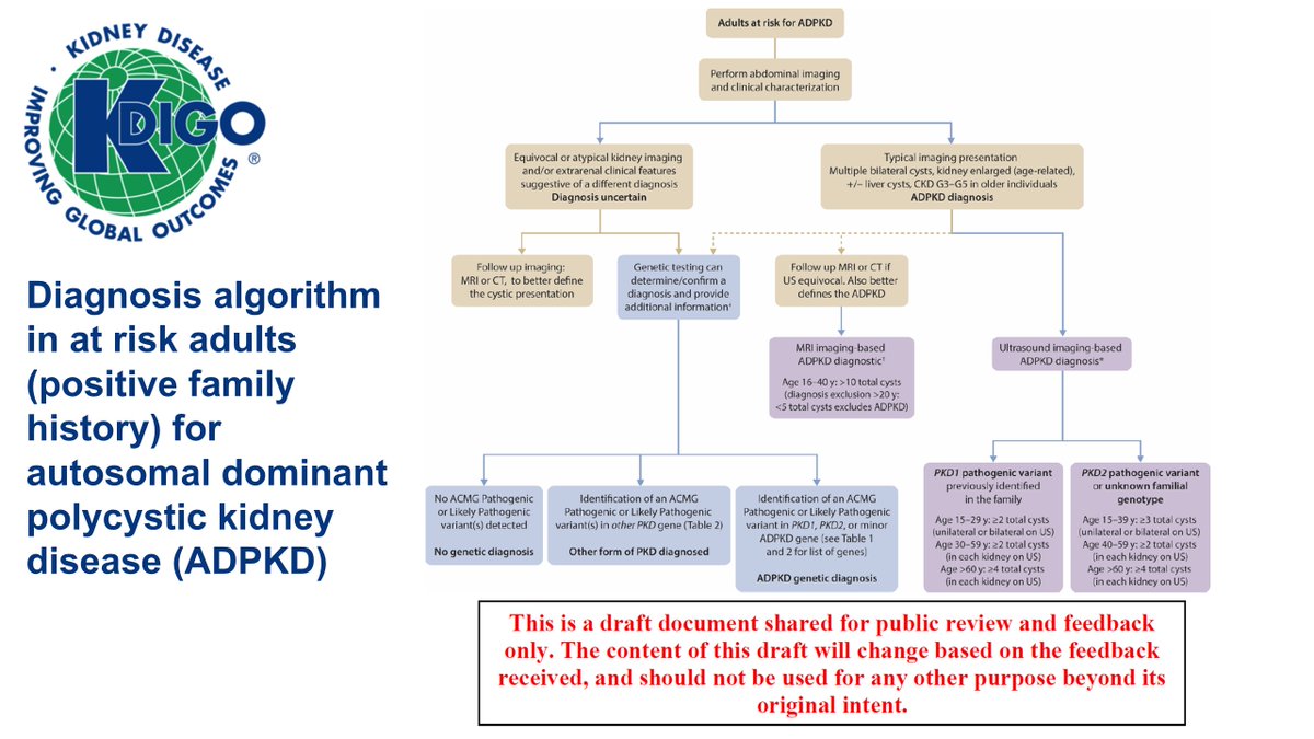 edgarvlermamd's tweet photo. Diagnosis algorithm in at risk adults (➕ family history) for ADPKD from @goKDIGO Public Review Draft  of Clinical Practice Guideline for Evaluation, Management, & Treatment of ADPKD ca. 2023
#Nephpearls

👉 https://t.co/kayNh3d96h