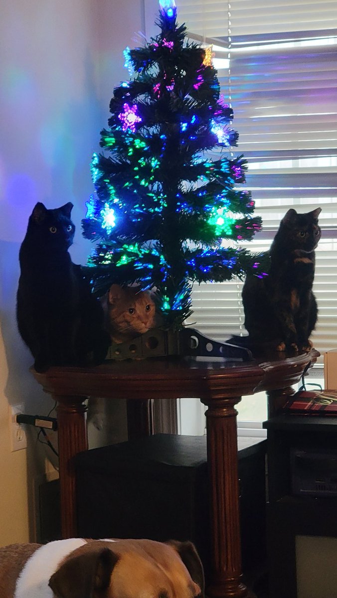 Hafatam1's tweet photo. So thanks to the twins last year we had to get rid of our fake tree (they broke it) this year we got a smaller one hoping they would not be able to climb it. This was 5 MINUTES after we finished set up.
@KrimsonRogue #pleasedontbreak #allthelights #soitbegins https://t.co/Jgirsb1mAk