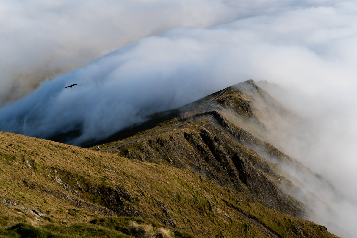 gettingoutout's tweet photo. The bird was not a paid extra in this shot.

#cloudinversion #LakeDistrict #hiking #UK #views #blencathra https://t.co/oixYRD4bga