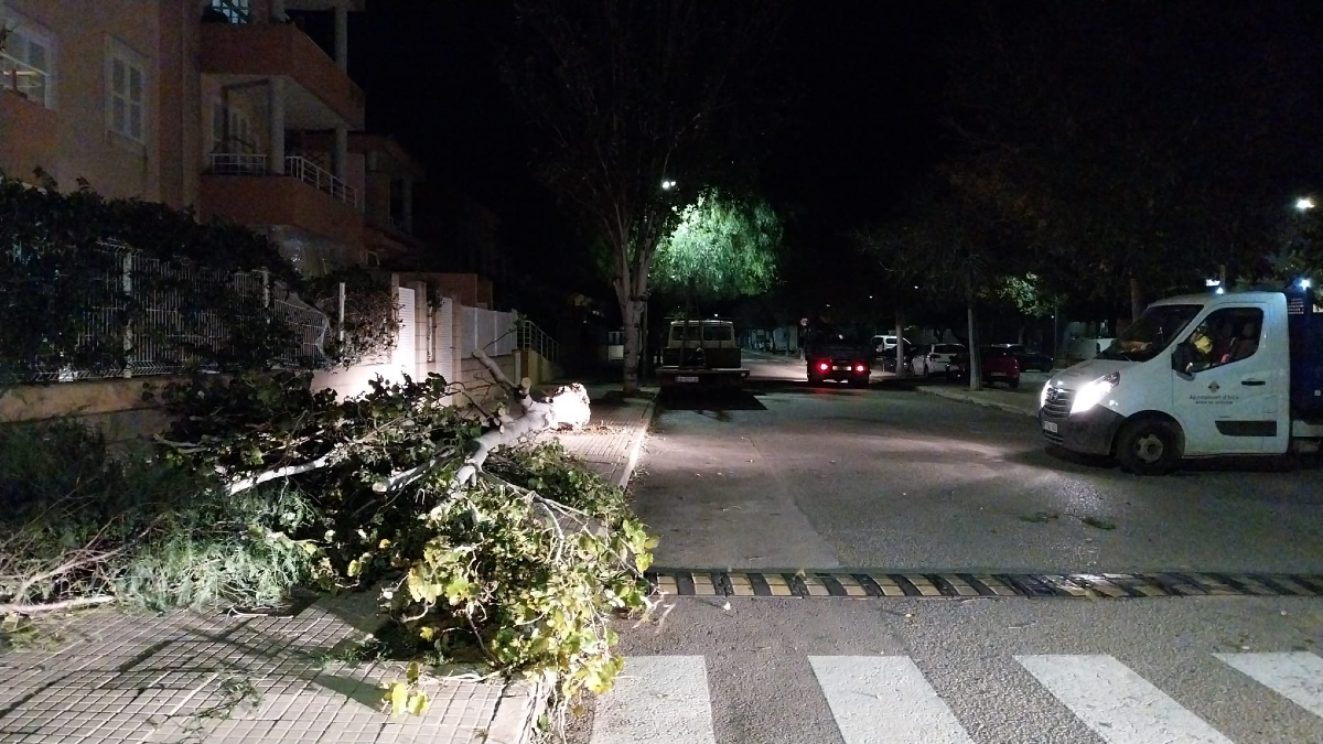 incaciutat's tweet photo. 🚛 Seguim treballant per resoldre tots els desperfectes ocasionats per la tempesta, molts dels quals ja s'han solucionat.💨

🙏🏾 També vos seguim demanant precaució davant les pròximes hores. Continuam en alerta.🟠

💭 Pots fer-nos arribar incidències telefonant al 📲 871 914 600. https://t.co/ayHhCeAWb6