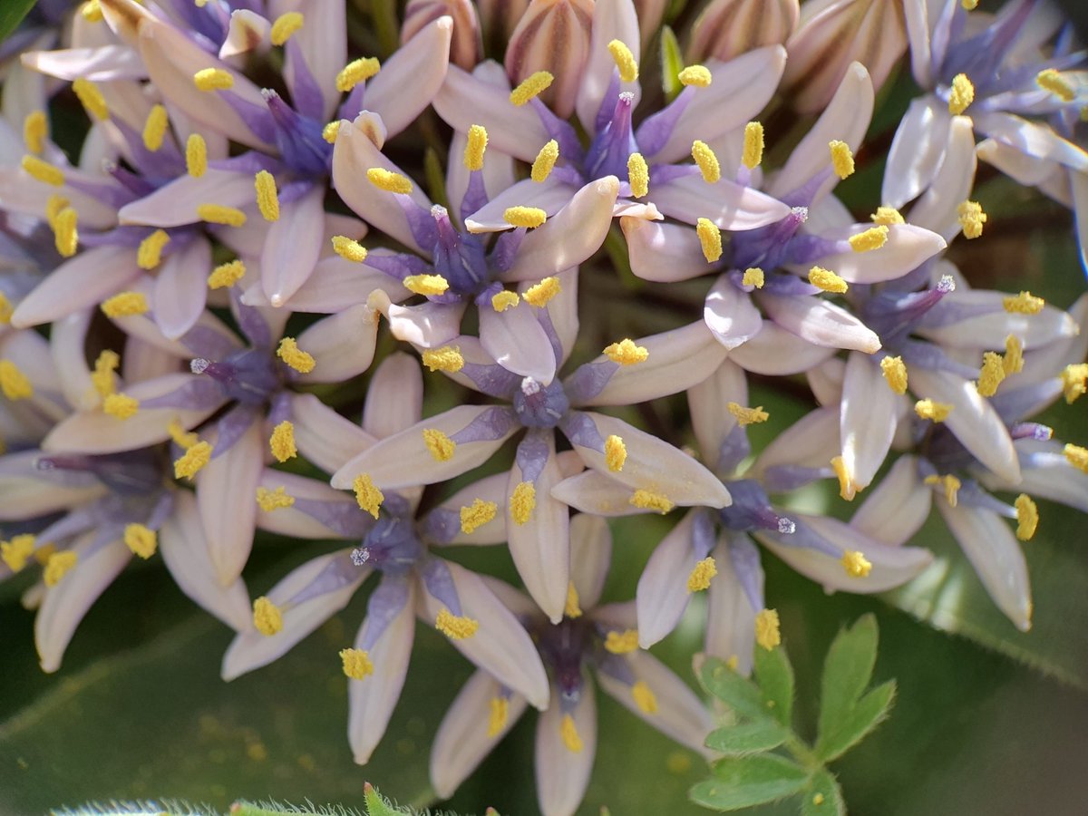 iNaturalistDZ's tweet photo. Scilla peruviana L.
April, 2024
Constantine, Algeria 
Alt. 1018m

Despite its name, it is native to the Mediterranean, not Peru, a naming confusion made by Clusius and maintained by Linnaeus that persists due to botanical naming rules.

#Botany #Asparagaceae #bulbs #iNaturalist https://t.co/ulSZVpnWz0