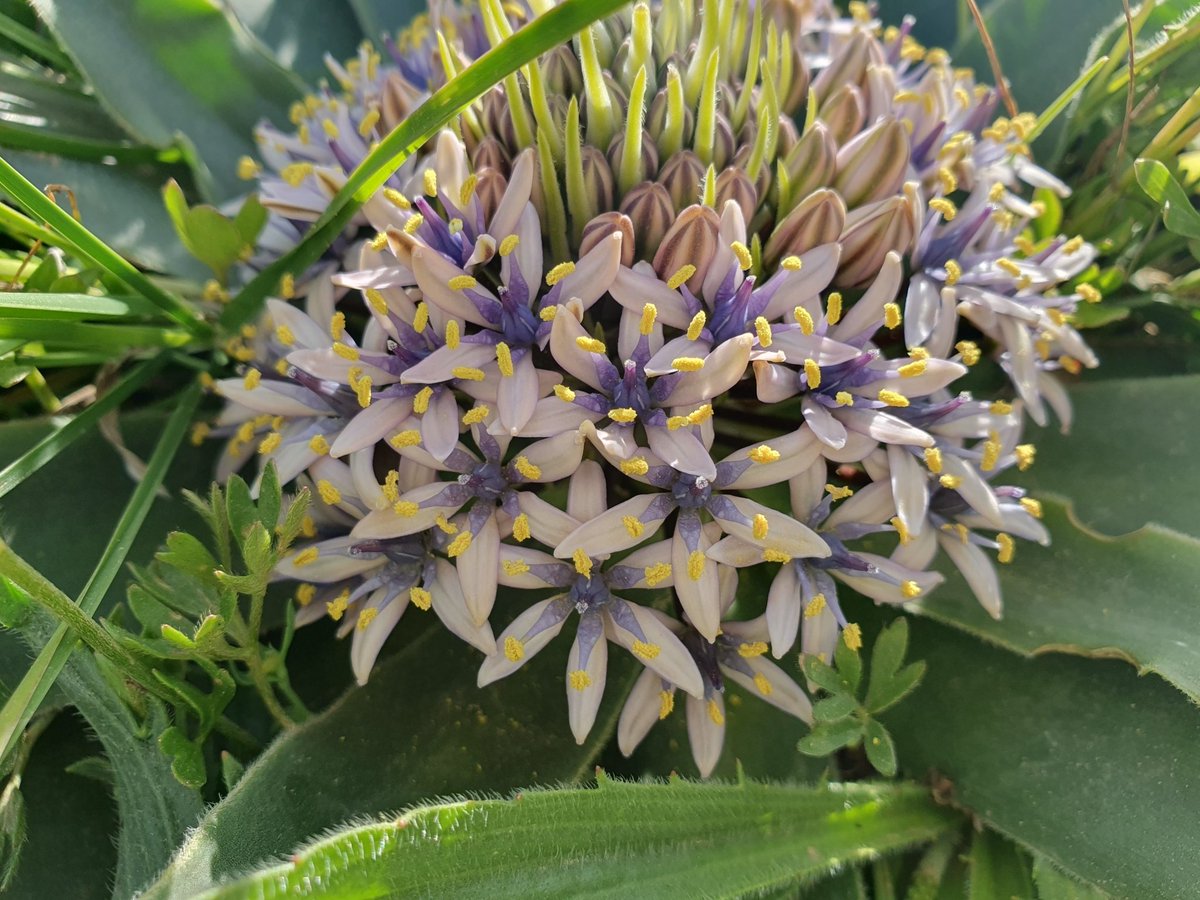 iNaturalistDZ's tweet photo. Scilla peruviana L.
April, 2024
Constantine, Algeria 
Alt. 1018m

Despite its name, it is native to the Mediterranean, not Peru, a naming confusion made by Clusius and maintained by Linnaeus that persists due to botanical naming rules.

#Botany #Asparagaceae #bulbs #iNaturalist https://t.co/ulSZVpnWz0