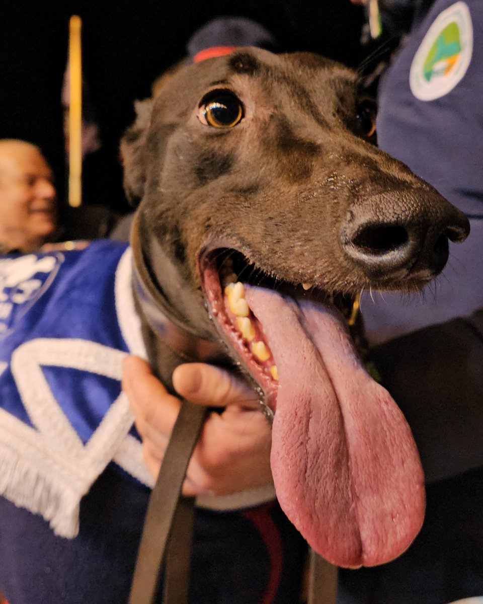 shelbournepark's tweet photo. 🐾 Race 5 Winter Racing Festival Championship 600

🏆 Untold Dollar for Graham Holland and Callum and John Purdy
A quick double for @RiversideKenne
⏱️ 32.22
💶 €10,000 1st prize 

#WinterRacingFestival #GoGreyhoundRacing #ThisRunsDeep https://t.co/HZpGJtNFBG