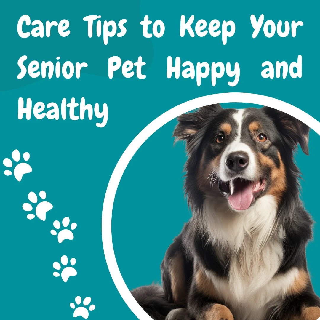 PetBoise's tweet photo. Pro tip: Don't forget the treats!

#boisepetsitters #boisepetsitting #petsitting #pets #dogs #dogwalking #petcaretips #boisedogs #dogcare #dog #boiseidaho https://t.co/JJ7vOAwpIE
