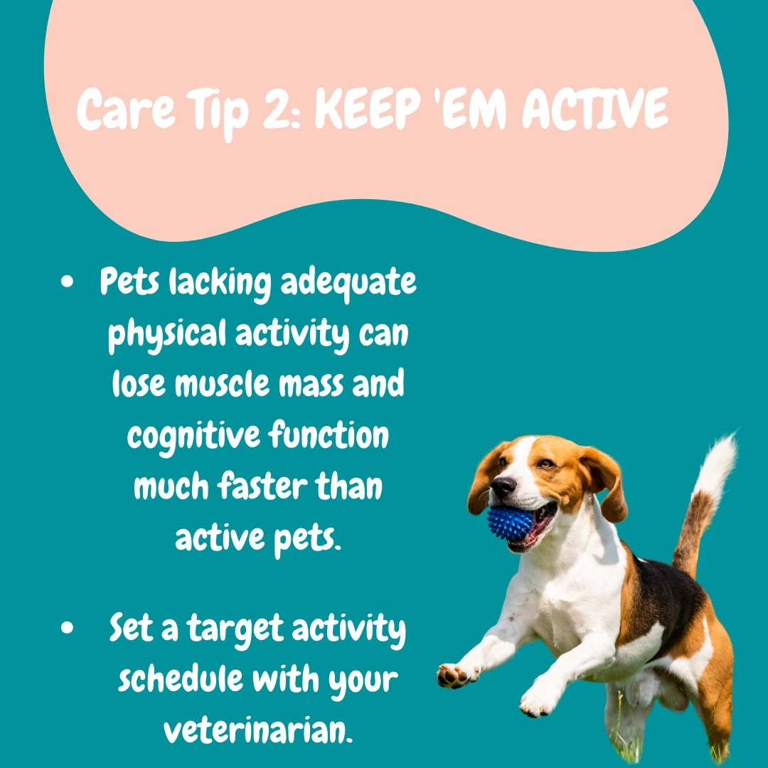 PetBoise's tweet photo. Pro tip: Don't forget the treats!

#boisepetsitters #boisepetsitting #petsitting #pets #dogs #dogwalking #petcaretips #boisedogs #dogcare #dog #boiseidaho https://t.co/JJ7vOAwpIE