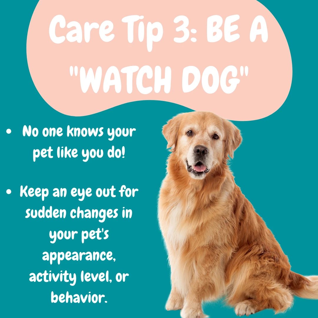 PetBoise's tweet photo. Pro tip: Don't forget the treats!

#boisepetsitters #boisepetsitting #petsitting #pets #dogs #dogwalking #petcaretips #boisedogs #dogcare #dog #boiseidaho https://t.co/JJ7vOAwpIE