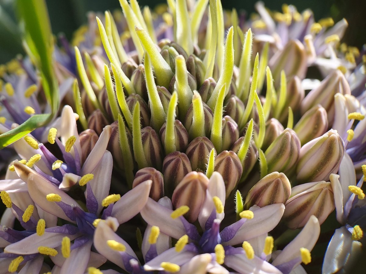 iNaturalistDZ's tweet photo. Scilla peruviana L.
April, 2024
Constantine, Algeria 
Alt. 1018m

Despite its name, it is native to the Mediterranean, not Peru, a naming confusion made by Clusius and maintained by Linnaeus that persists due to botanical naming rules.

#Botany #Asparagaceae #bulbs #iNaturalist https://t.co/ulSZVpnWz0