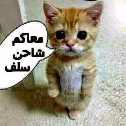جبريل الرعيني (@jbryl52079) on Twitter photo 