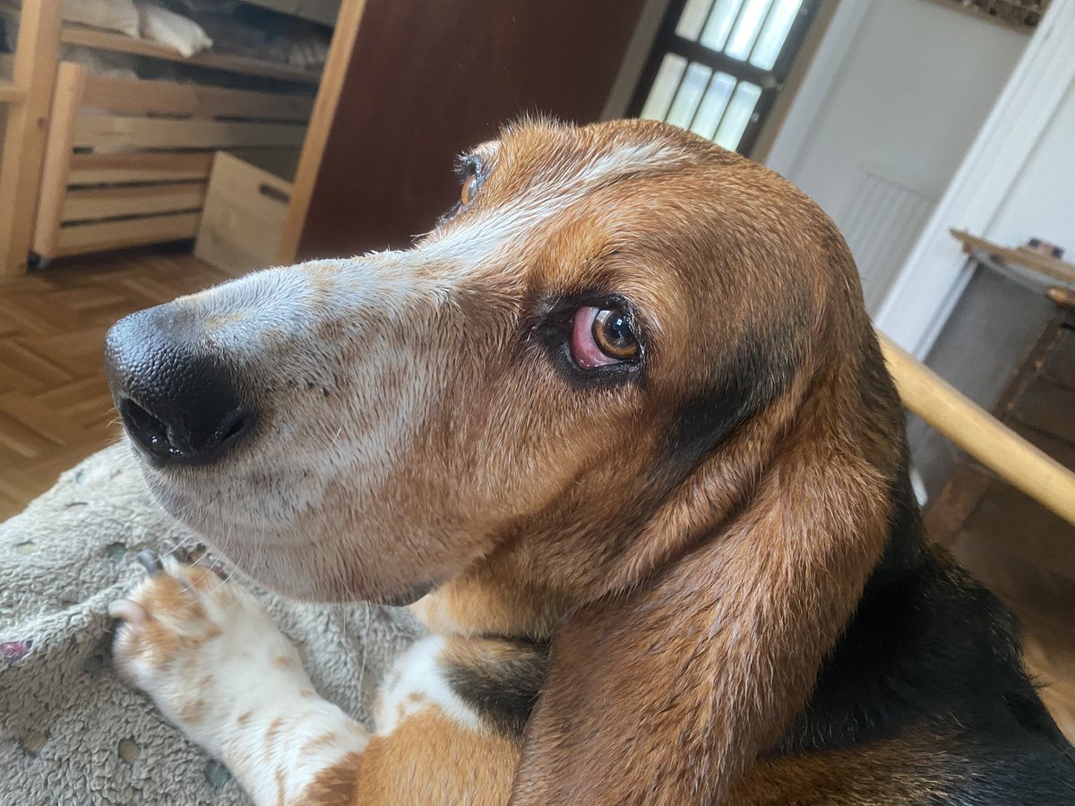 Lina the parish hound, SCP tweet media