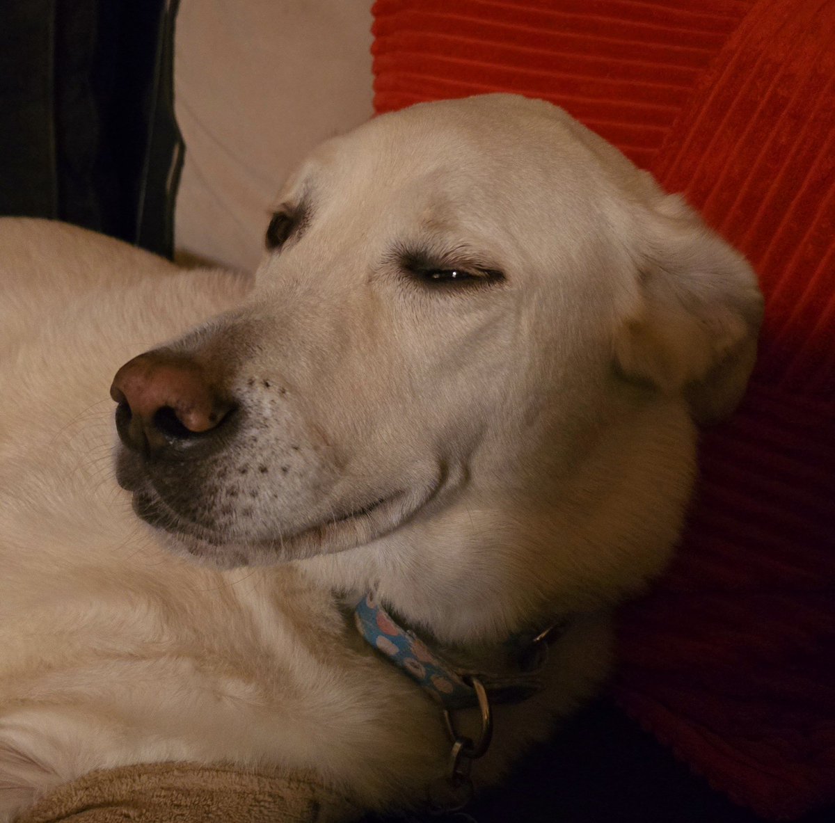 DawnWhiteNews's tweet photo. Do you have to medicate your pets for car rides?
This is Houston in another dimension after getting meds to go in the car last night. 🤣🤣🤣
#HighDog #anotherdimension #adoptdontshop #pyrador #labrador #greatpyrenees https://t.co/Y0Zz8z9G3Y