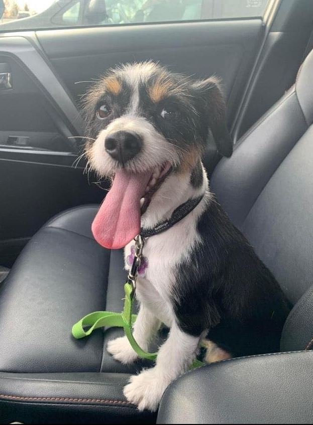 "Y’all can keep your purebreds. Shelter dogs are the cutest." ❤