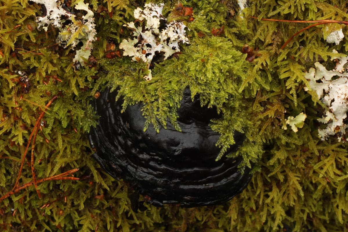 One of the characteristics of a temperate rainforest is the abundance of moss growing everywhere. In this part of Glen Affric yesterday, it was covering the trunks of rowan trees, old logs with lichen on them &amp; growing over a tinder fungus on the trunk of a fallen dead birch.
