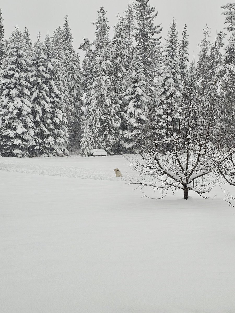 Truthtribe_'s tweet photo. My Lone Wolf! https://t.co/xe9GKdUFzr