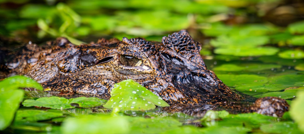 Some photos from our recent trip to Costa Rica:
 Iguana, Boat-billed Herons, Green Heron and a Caiman.
<a href="/ThePhotoHour/">#ThePhotoHour</a>