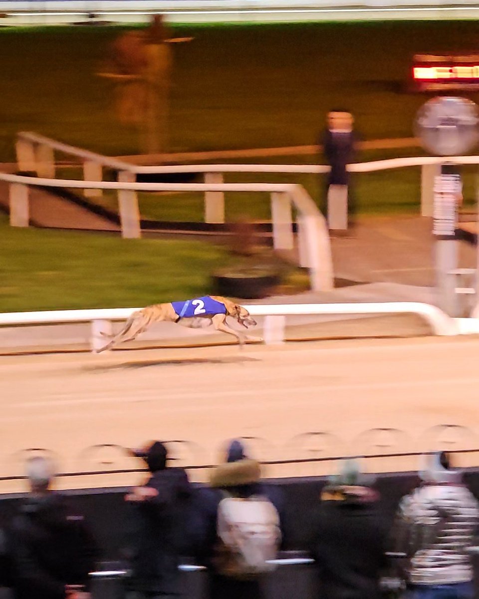 shelbournepark's tweet photo. 🏆 Untold Rufiyaa, winner of the 2024 IGOBF National Puppy 525 Final

What an incredible winner and a fantastic win for trainer David Byrne and lucky owners Calum and John Purdy

⏱️ 28.29
💶 €12,500 1st Prize 

#WinterRacingFestival #GoGreyhoundRacing #ThisRunsDeep https://t.co/ljRdtLXtrg