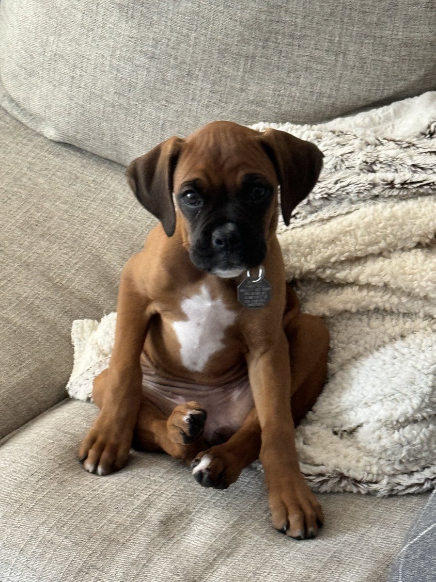 Pretty lady Ruby at 4 months
