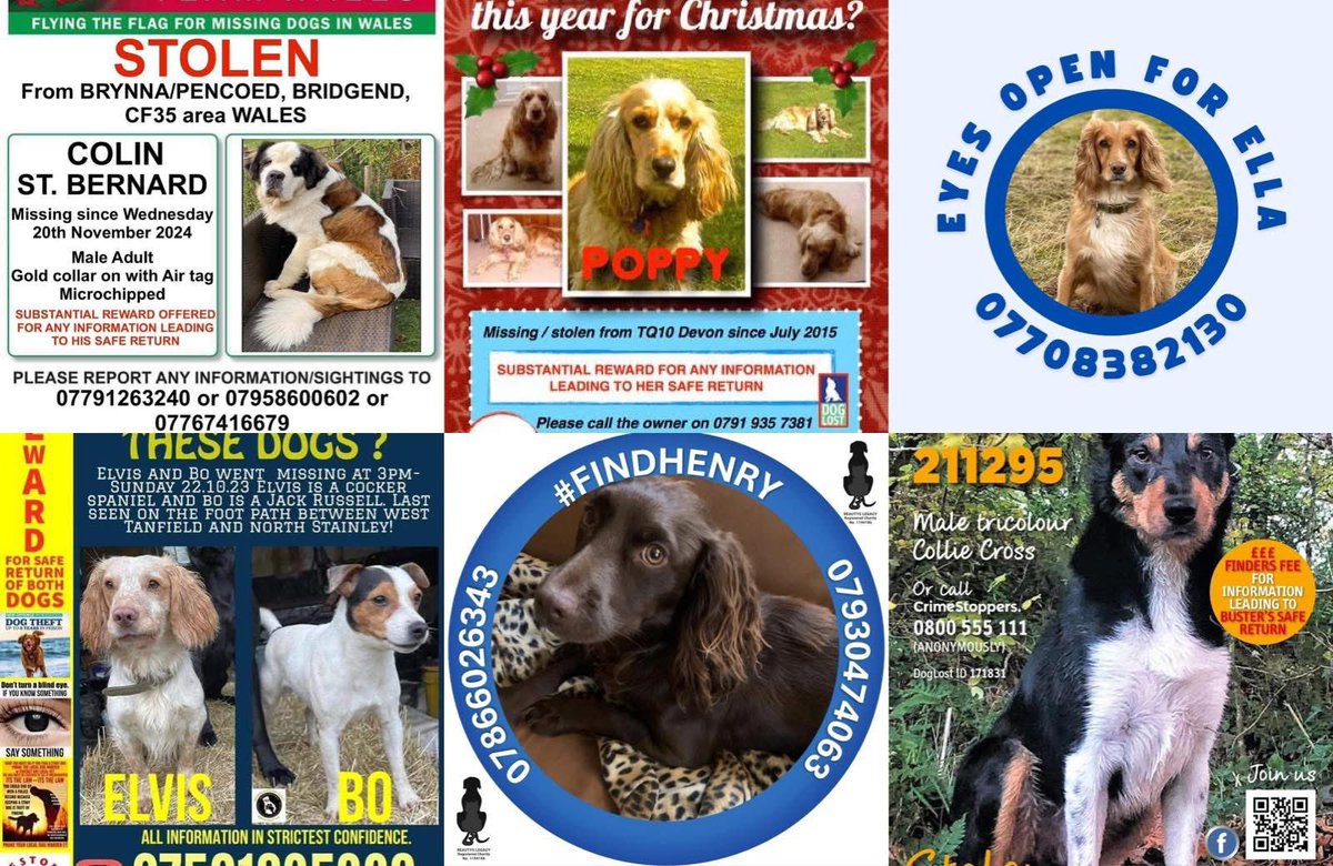 rosiedoc666's tweet photo. #StolenDogHour SUNDAYS 8-9pm 

COLIN 🚨STOLEN🚨 20/11/24 CP35 🚨
POPPY TAKEN FROM GARDEN 2015 #Devon
👀 OPEN FOR ELLA - 📞 with info 
ELVIS &amp; BO 2 dogs vanished OCTOBER 23 
#FindHenry ☎️ number on posters with info 
BUSTER handsome collie vanished 2 Years ago #Devon https://t.co/0iVZ9qzMkf