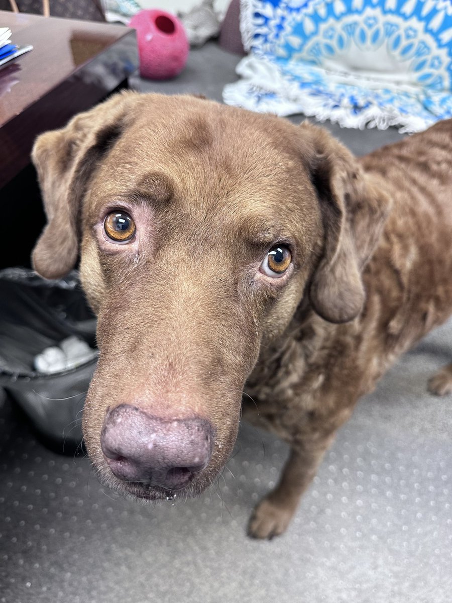 CBRRescue's tweet photo. @ChessieChance and @QuincyB458 here to tell you the CALENDARS HAVE ARRIVED! It takes two of us to make this HUGE announcement. And Chance and his human volunteers will be stuffing https://t.co/BdIgxhqpnr