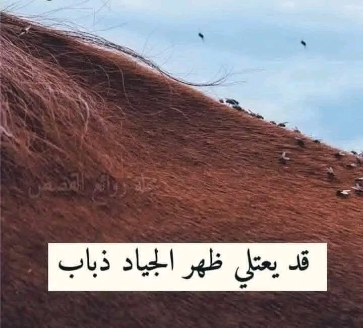 TurkiFatima2's tweet photo. قــد يعتلِي ظهرَ الجيادِ ذبابُ
                    ويقودُ أسرابَ الصقورِ غرابُ

ويسودُ رجّافٌ بمحفلٍ قومَهُ
                      وعـليهِ من حللِ النفاقِ ثيابُ

وترَى الأسافلَ قَدْ تعالَى مجدُهُمْ
                 والحــــــــــــرُّ فردٌ ما لهُ أصحابُ https://t.co/Y0E9kMA45U
