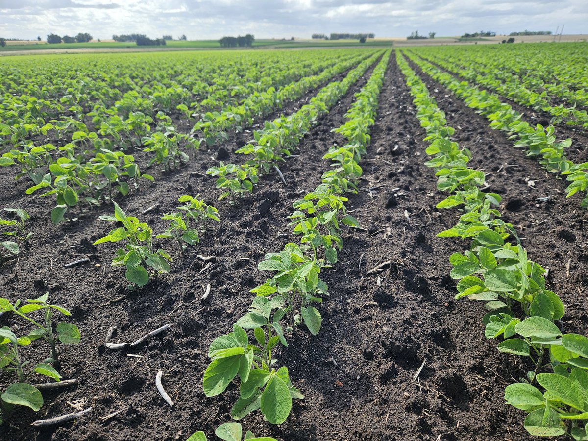 Funcionando piroxa + metribuzin ✅️