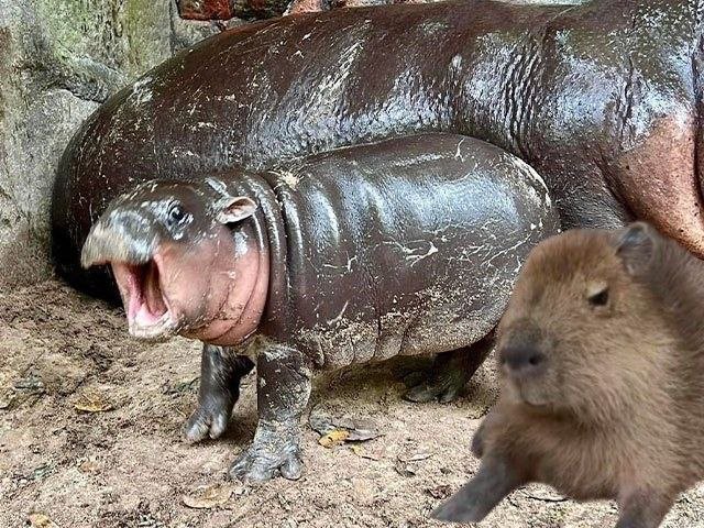 <a href="/Evecoins/">Eve</a> Big super cycle for $Shrimp 🚀

$Shrimp is officially #Moodeng neighbor at the zoo 🚨 

Community members has been physically visiting the zoo and saw both the animals 👀

$PNut &amp; #Chillguy whales has started to migrate and accumulate $Shrimp having conviction this could be the