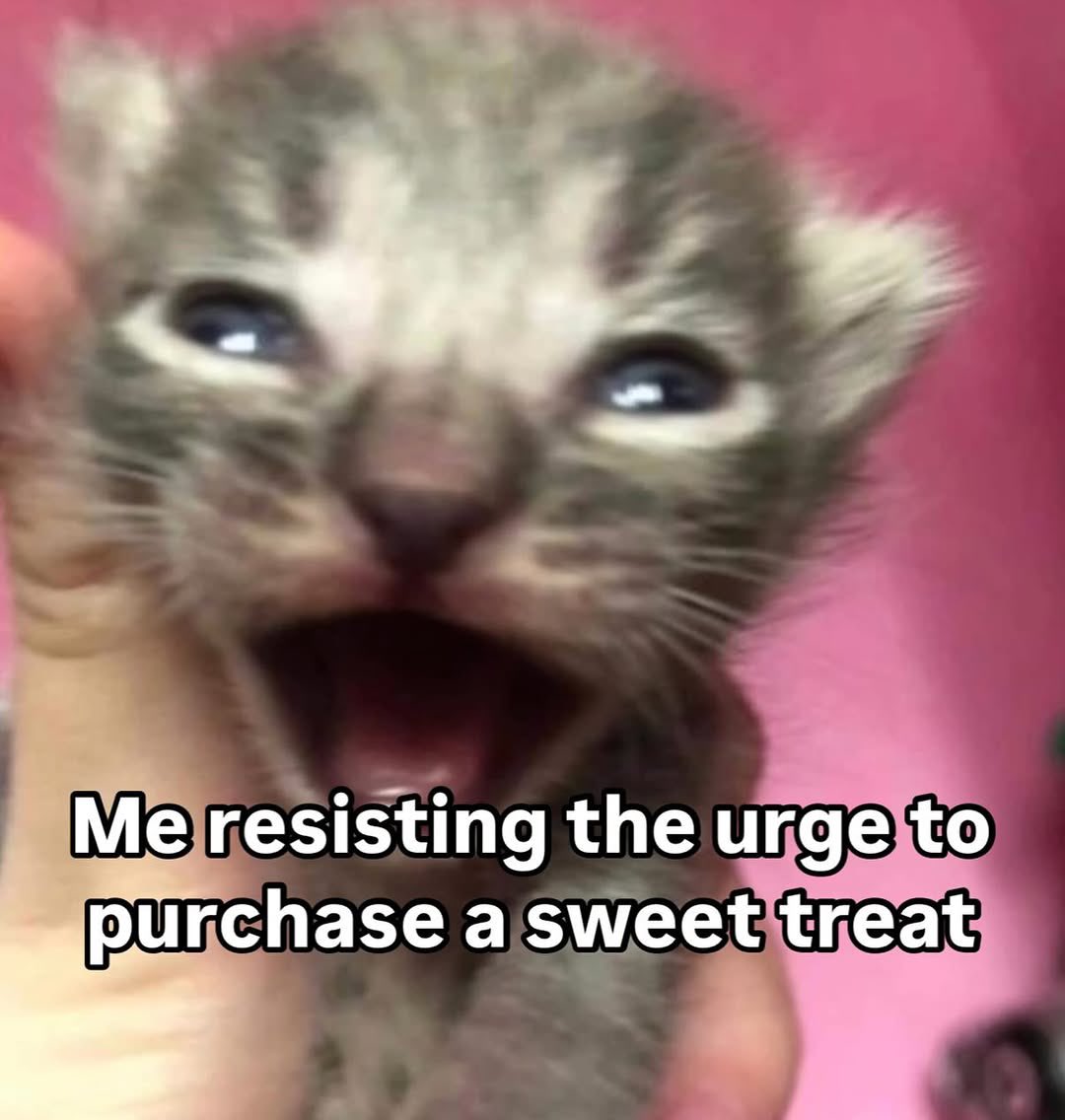 literallymecats's tweet photo. https://t.co/2wKlEEl9cO
