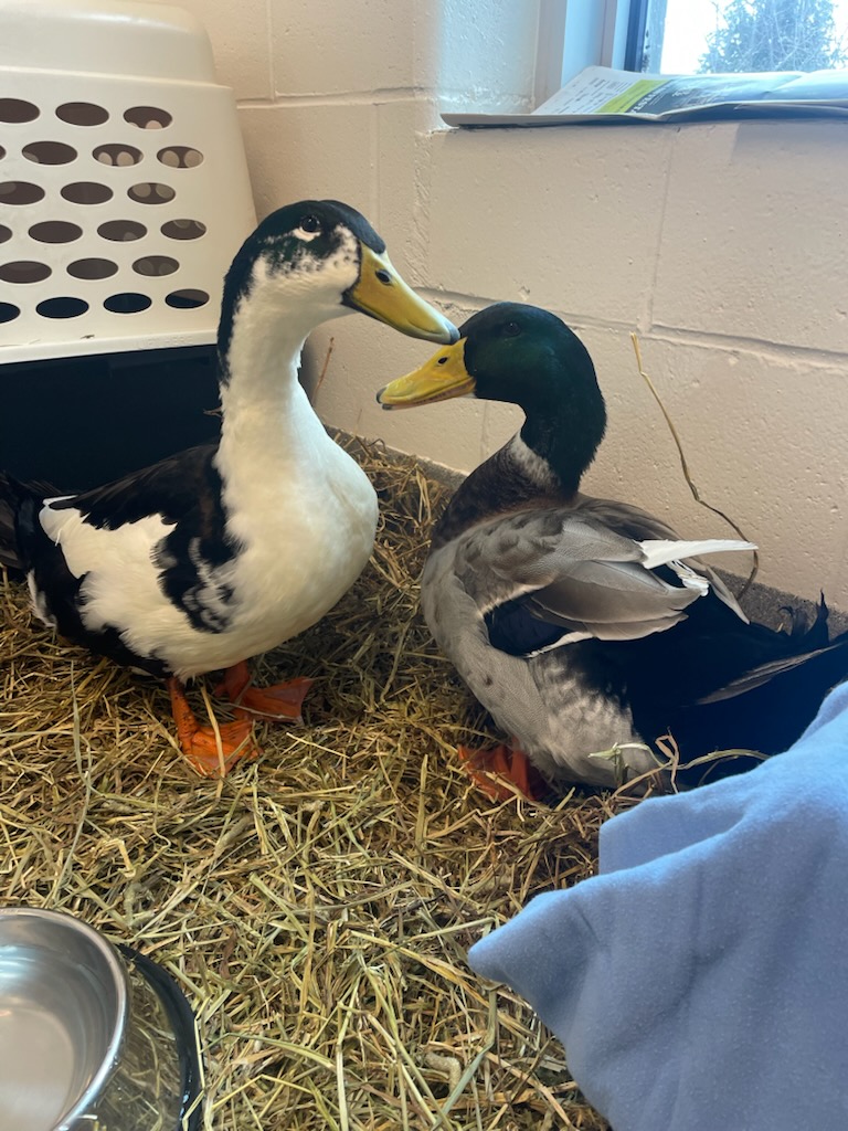 GuelphLostPets's tweet photo. These 2 domestic Mallard ducks were found at #Marden Park near ON-6 &amp; Marden Rd on Dec 6 and taken to #Guelph Humane Society. If they're yours or you have any info about them contact 519-824-3091 or lostandfound@guelphhumane.ca. (shelter ID 29047-2024) https://t.co/Pxiw1FCXwJ