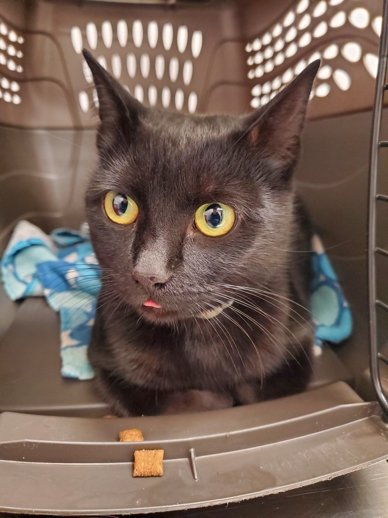GuelphLostPets's tweet photo. This black short hair female cat was found in the ON-7 &amp; 3rd Line area of #Rockwood Dec 6 and taken to #Guelph Humane Society. About 2 yrs old; not spayed. If she's yours or you have any info about her contact 519-824-3091 or lostandfound@guelphhumane.ca (shelter ID 2000224568) https://t.co/mSaNIv8dYj