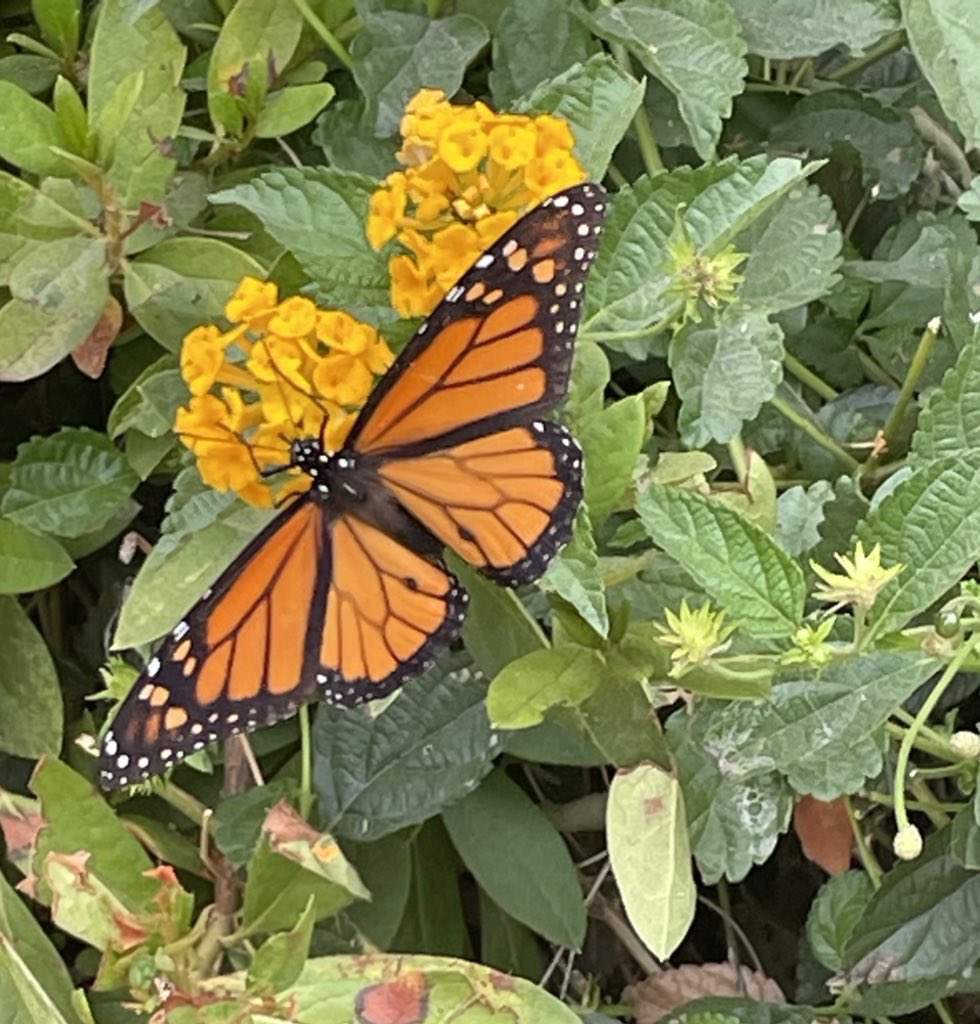 Mar4luv007's tweet photo. Gorgeous Saturday out here in California! #Butterfly 💕🦋#Sunshinevibes #Butterflyphoto https://t.co/apzCqlSmcp