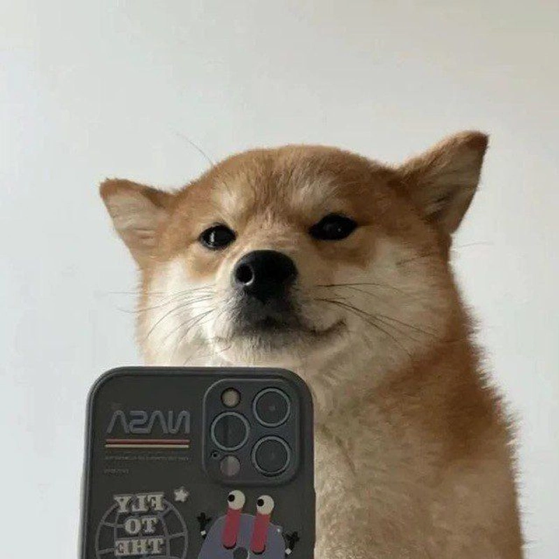 diapsalmata_0x's tweet image. we may not have the most followers, but we believe in $selfie dog. 

and no, we are not bullposting because we are down or anything. we bullpost because it’s our mission to take this doggo where it belongs.

BILLIONS.
