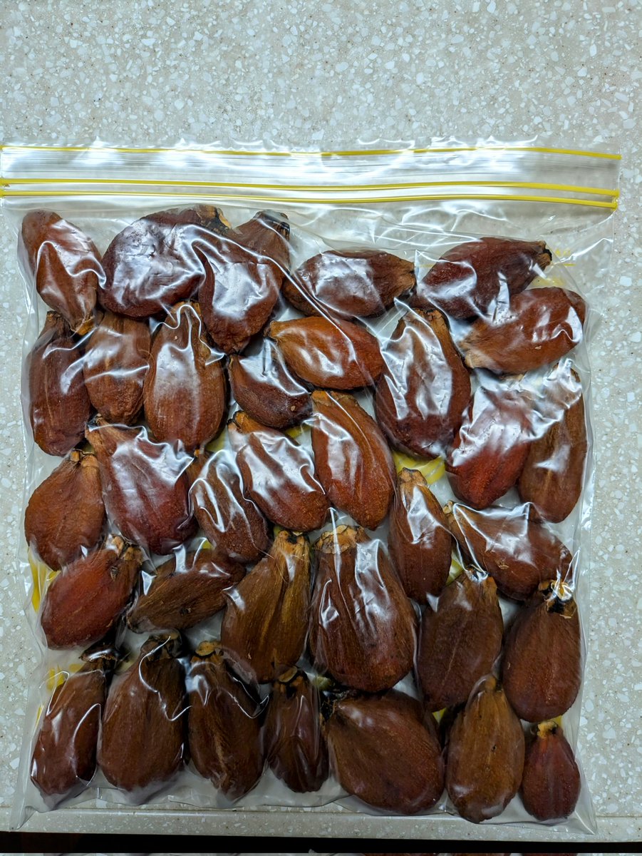 fruits_ozora's tweet photo. 干し柿が出来たので、袋に入れて冷凍庫に貯蔵します。
冷凍庫がいっぱいになって来ました。今日からしばらくの間２個ずつ食べって行って、冷凍庫を減らします。そうしないと冷凍食品が買えないです。
#干し柿　#冷凍庫　#貯蔵 https://t.co/cYjUPtPGm9