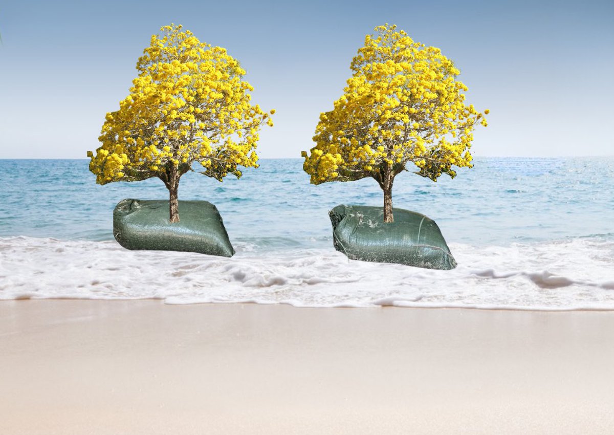 BrazilOMUN24's tweet photo. leaving space for our geotextile bags and tabebuia trees (so they can have a robust root system) https://t.co/Rx2Uxc5Mwg