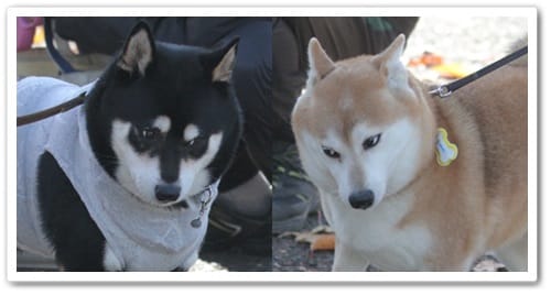 ShibaEveryHour's tweet photo. https://t.co/qFl1nKeVZm
