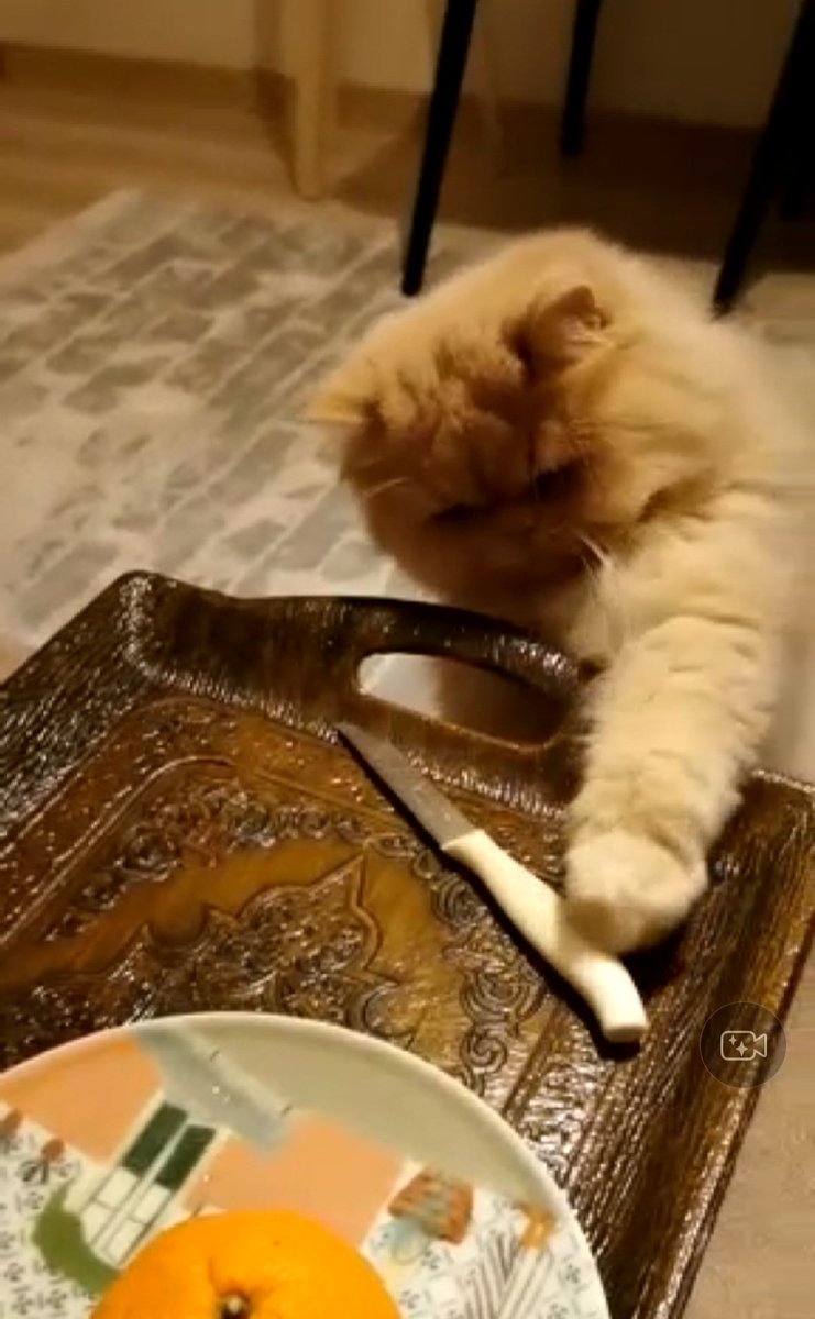 Hamarat ya da belalı bilemiyorum.