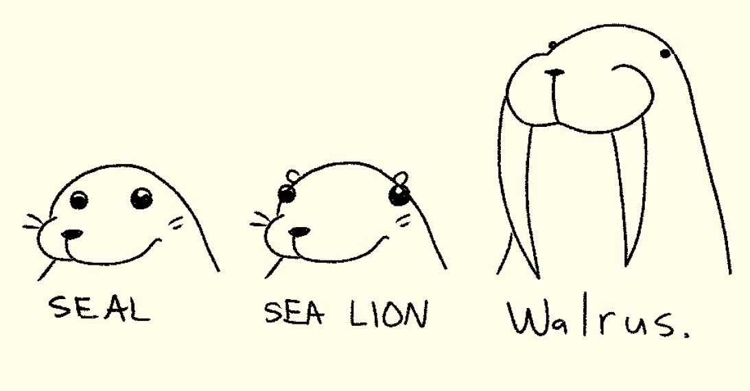 flurryfrenzy's tweet image. i love pinnipeds