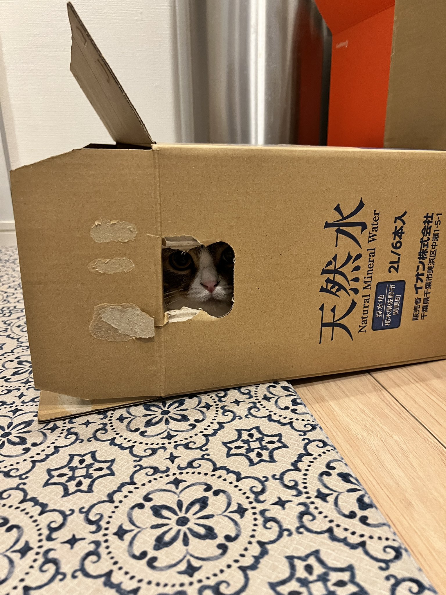 楽しすぎておしゃべりが止まらない息子猫の暴走がとんでもない