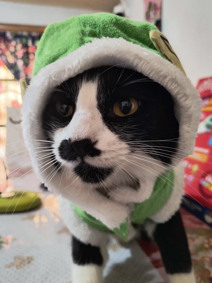cat_rasmus's tweet photo. Santa's  its coming... ,,🌨️🎁🔔☃️ #Caturday #CatsOnTwitter #cats https://t.co/lhyHdDmgyZ