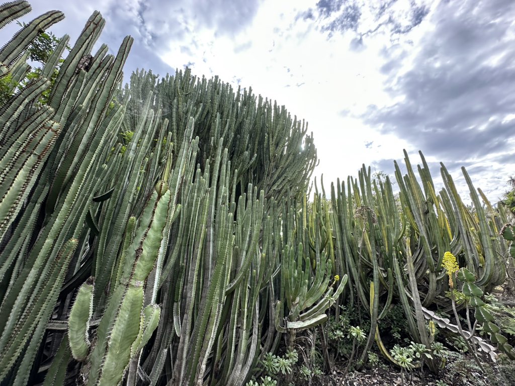 100procent010's tweet photo. De prachtige botanische tuin bij Las Palmas is de perfecte plek om dit boek te lezen en de tips uit te proberen! https://t.co/p7GwdeEaUa