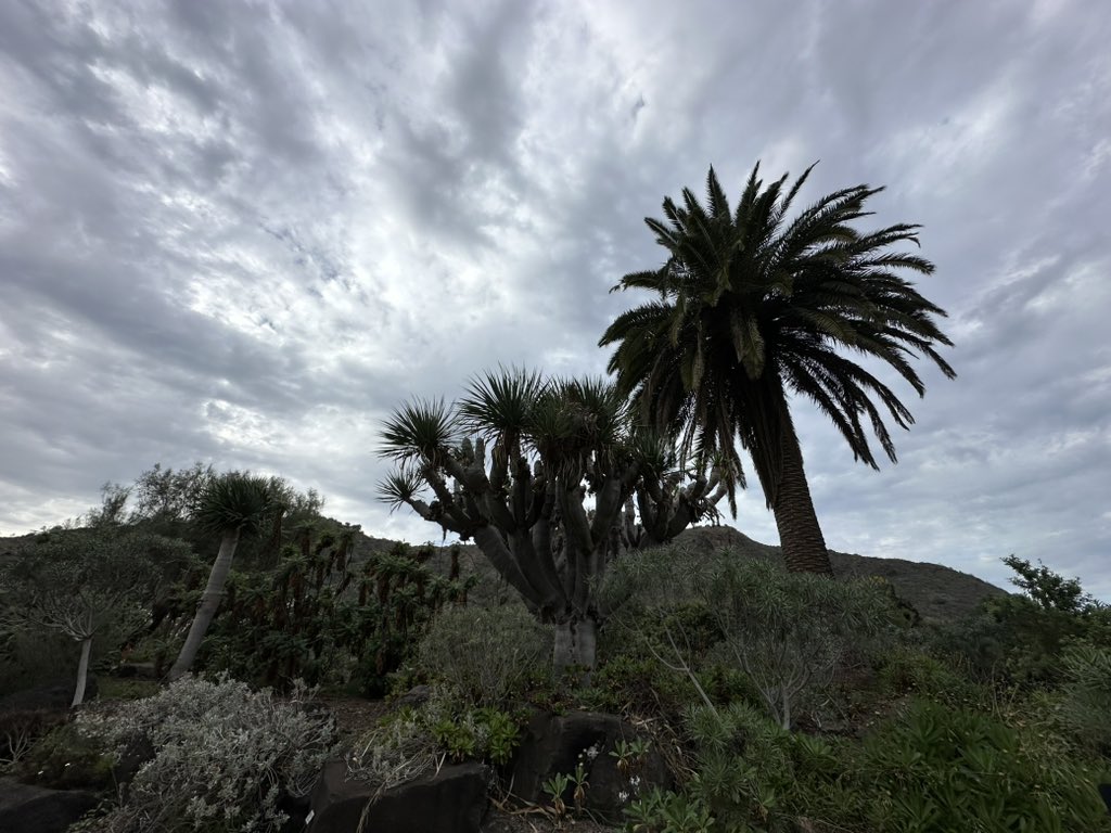 100procent010's tweet photo. De prachtige botanische tuin bij Las Palmas is de perfecte plek om dit boek te lezen en de tips uit te proberen! https://t.co/p7GwdeEaUa