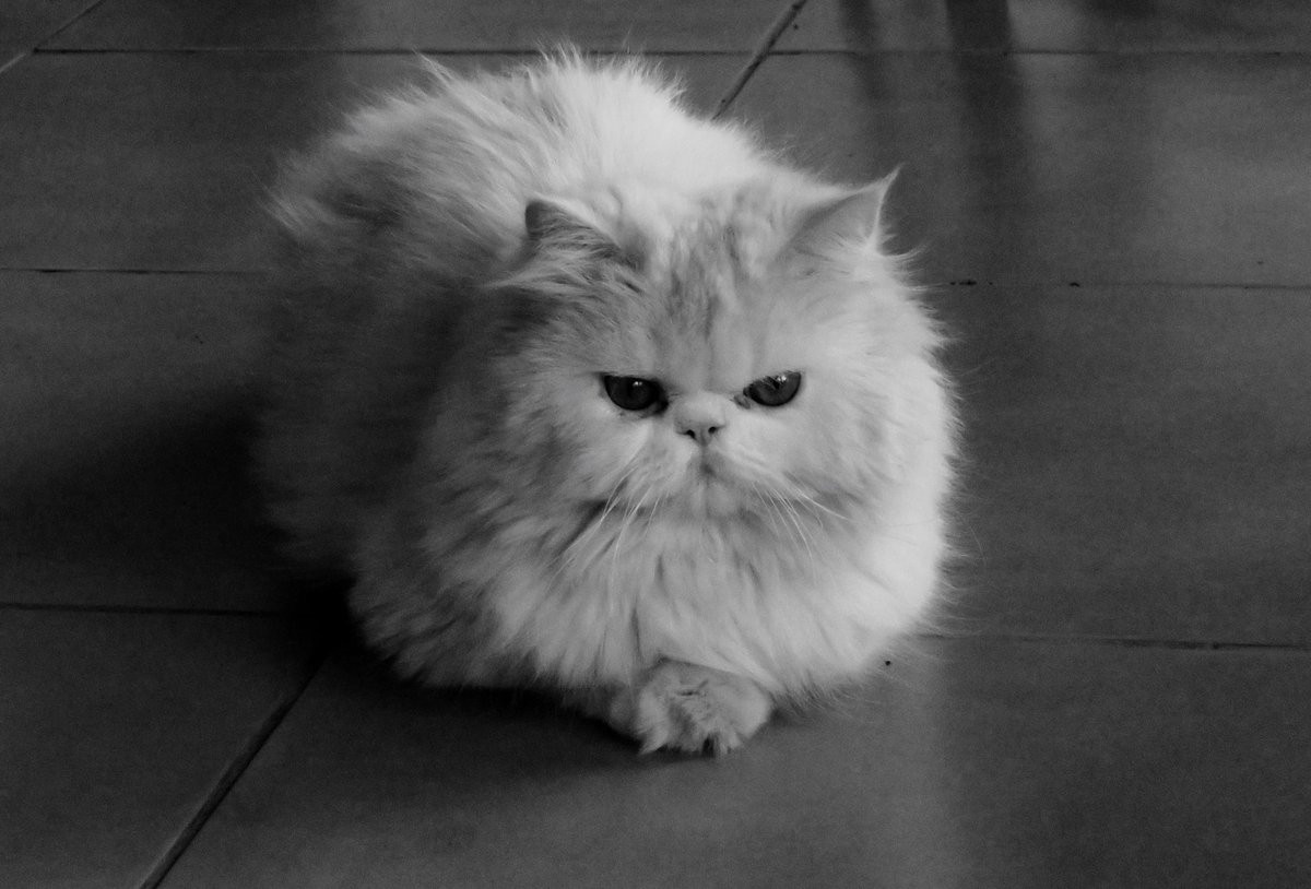 fbsanches's tweet photo. “Elegância em cada detalhe. 🐾 Este gato sabe como dominar o ambiente com estilo e atitude. “😼✨
#GatoImperial #AmorFelino #GatosFofos #PetFotogênico #RealezaFelina #GatoDeLuxo #MundoPet #GatoPersa #OlharIntenso #FofuraFelina #GatosDoInstagram #VidaComGatos #RetratoDeGato https://t.co/H5tN7w7PL3