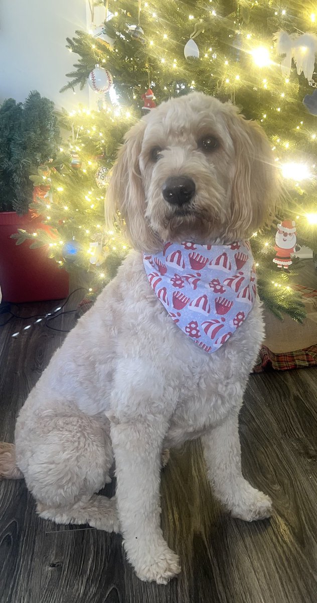 OleMissBSB's tweet image. 1️⃣Thing we thought you needed to see:
A pic of Delta 🐶
#HottyToddy x @Walker_Hooks9